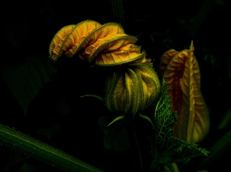a close up of a flower on a plant, by Dietmar Damerau, flickr, art photography, the yellow creeper, in the dark, pods, sickly green colors