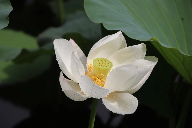 a close up of a flower with water droplets on it, a picture, by Liang Kai, shutterstock, hurufiyya, lotus pond, beautiful female white, stock photo, highly detailed photo