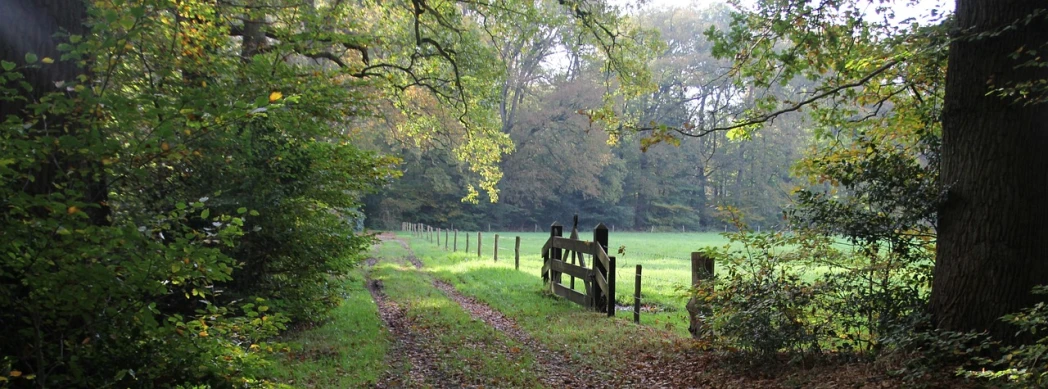 a horse that is standing on a dirt road, by Ian Fairweather, pixabay, arts and crafts movement, path into lush forest, large gate, autumn field, densley overgrown with moss