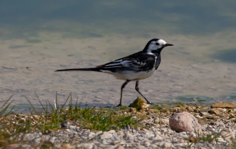 a black and white bird standing next to a body of water, by Charlotte Harding, flickr, on a riverbank, undertailed, black sokkel, female gigachad