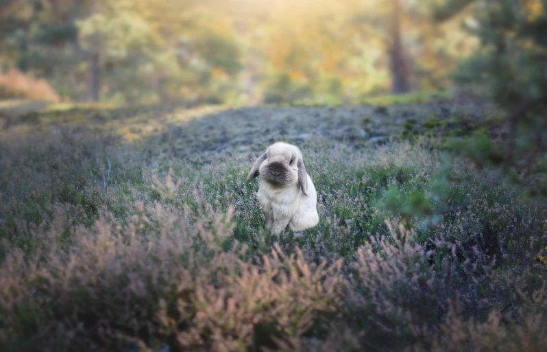 a dog that is sitting in the grass, a pastel, by Anato Finnstark, shutterstock contest winner, romanticism, bunnies, photobashing, cute forest creature, lop eared