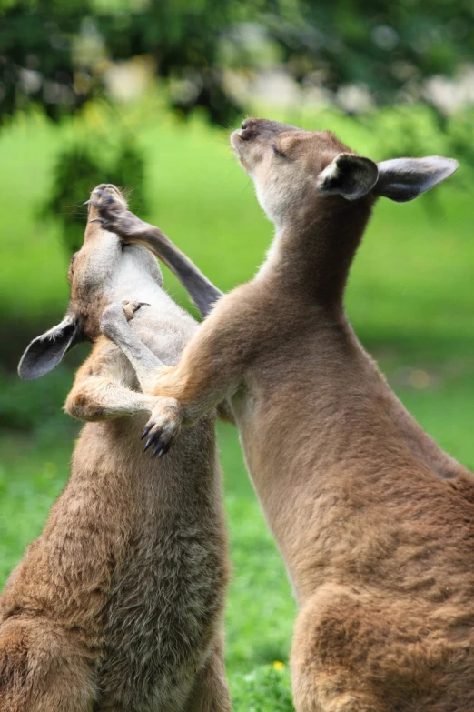 a couple of kangaroo standing on top of a lush green field, a picture, figuration libre, close-up fight, istockphoto, dancing with each other, museum quality photo