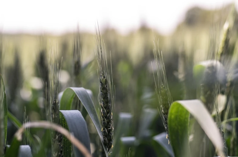 a close up of a field of wheat, a macro photograph, by Thomas Häfner, a green, tall corn in the foreground, high detail product photo