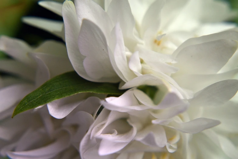 a close up of a white flower with green leaves, inspired by Hyacinthe Rigaud, flickr, romanticism, chrysanthemum and tulips, detailed zoom photo, jasmine, closeup - view