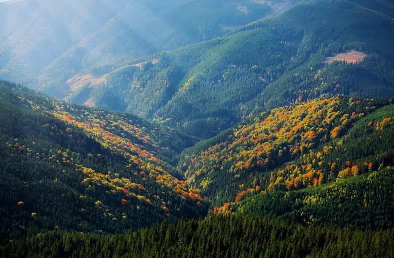 a forest filled with lots of green and yellow trees, by Koloman Sokol, flickr, looking down at the valley, beams of sunlight, zig-zags. mountains, red forest