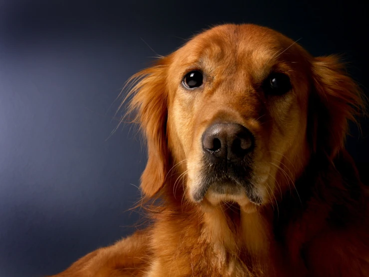 a close up of a dog looking at the camera, a portrait, by Andrew Domachowski, shutterstock, photorealism, golden retriever, shot in the photo studio, a photograph of a rusty, photorealistic ”