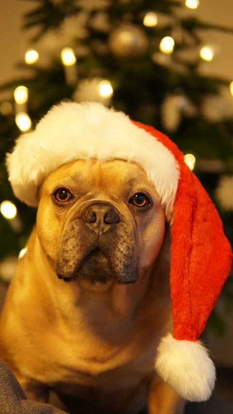 a dog wearing a santa hat sitting in front of a christmas tree, by Maksimilijan Vanka, pixabay, fine art, smug face, a bald, sfw, wrinkly