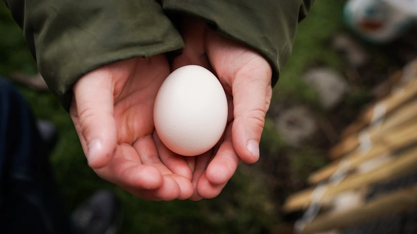 a person holding a white egg in their hands, by Jan Rustem, the photo shows a large, chicken, elliot alderson, high-detaild