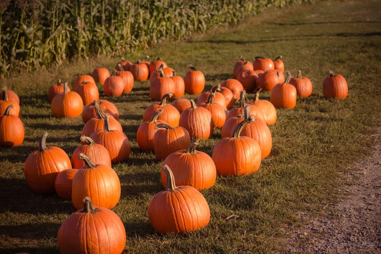 a field filled with lots of orange pumpkins, a photo, by David Garner, shutterstock, folk art, viewed from the side, on ground, on set, illinois