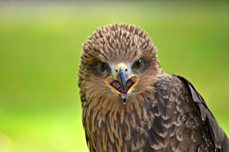 a close up of a bird of prey, a portrait, shutterstock, hurufiyya, grimacing, very sharp photo