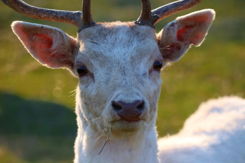 a close up of a white deer with horns, flickr, renaissance, closeup 4k, young male, an ox, wallpaper - 1 0 2 4