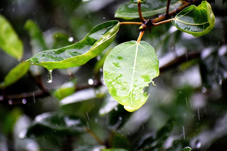 a close up of a leaf on a tree branch in the rain, by Jan Rustem, hurufiyya, istock, pouring, myrtle, covered!