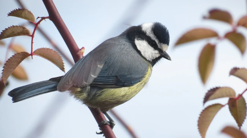 a small bird sitting on top of a tree branch, by Mandy Jurgens, flickr, bauhaus, pot-bellied, portrait close - up, bushy tail, high angle close up shot