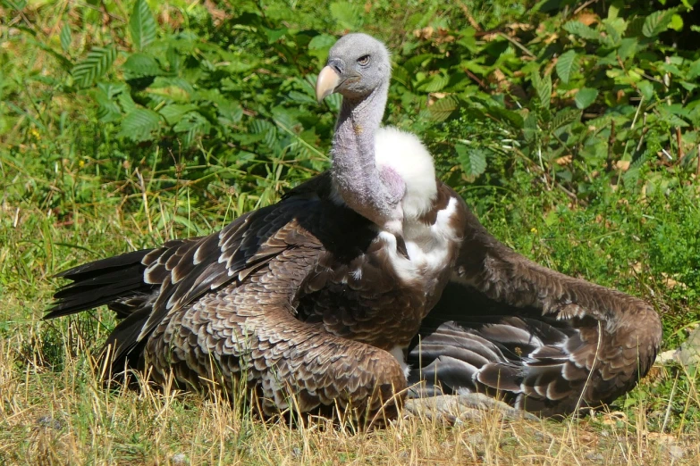 a large bird sitting on top of a grass covered field, laying on their back, motherly, a bald, white neck visible