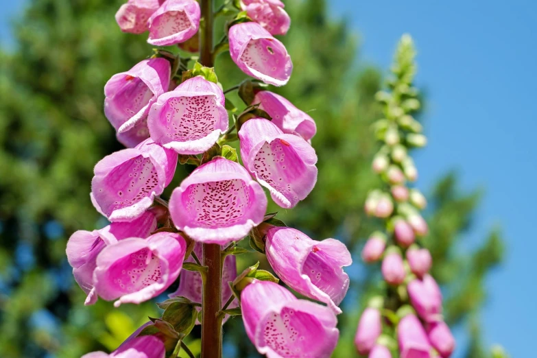 a close up of a pink flower with a blue sky in the background, by Dietmar Damerau, shutterstock, bells, the flower tower, hollow, giants