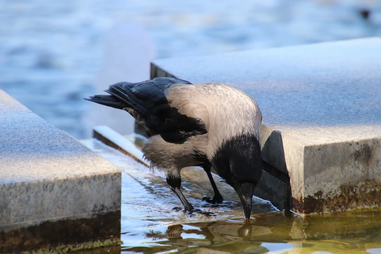 a black and white bird drinking water from a fountain, shutterstock, somewhat bent over, high res photo, sunken, resting on a tough day