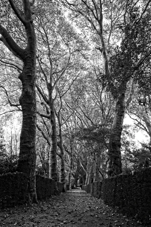 a black and white photo of a tree lined path, inspired by Patrick Nasmyth, highgate cemetery, in style of stanley donwood, nature growing around the city, hedges