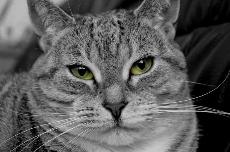 a close up of a cat with green eyes, a black and white photo, by Tom Carapic, pixabay, full of greenish liquid, serious business, greyscale, with glowing yellow eyes