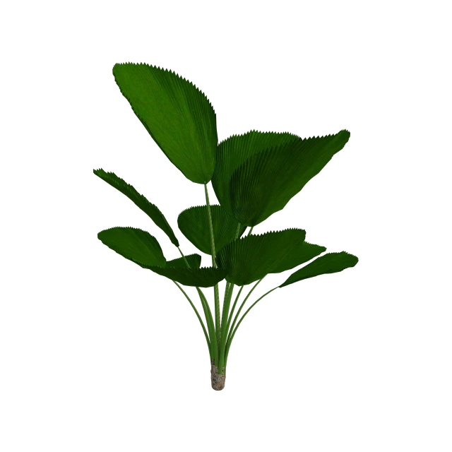 a plant with green leaves on a black background, a raytraced image, polycount, hurufiyya, calatrava, zoomed out shot, straight camera view, ultra high res