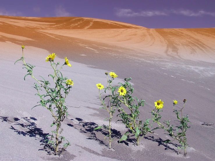 the sunflowers are growing out of the sand, inspired by Ruth Brandt, featured on flickr, dust devils, contrasted colors, high res photo, on dune