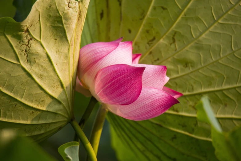 a pink flower sitting on top of a green leaf, by Robert Brackman, shutterstock, renaissance, lotus pond, close-up shot taken from behind, stock photo, magnolia big leaves and stems