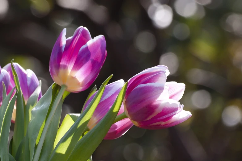 a bunch of purple and white tulips in a vase, by Jan Rustem, pixabay, sparkling in the sunlight, 300mm telephoto bokeh, trio, at sunrise in springtime