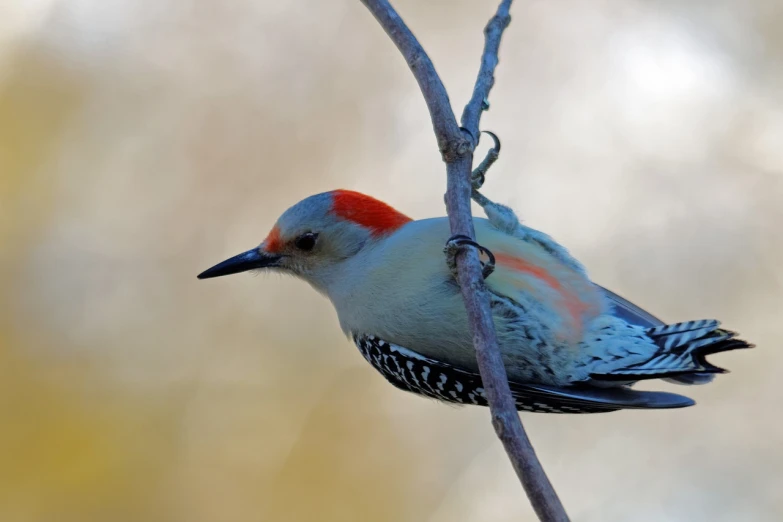 a red - bellied woodpecker perches on a tree branch, flickr, arabesque, teal and orange, today\'s featured photograph 4k, early morning lighting, side view intricate details