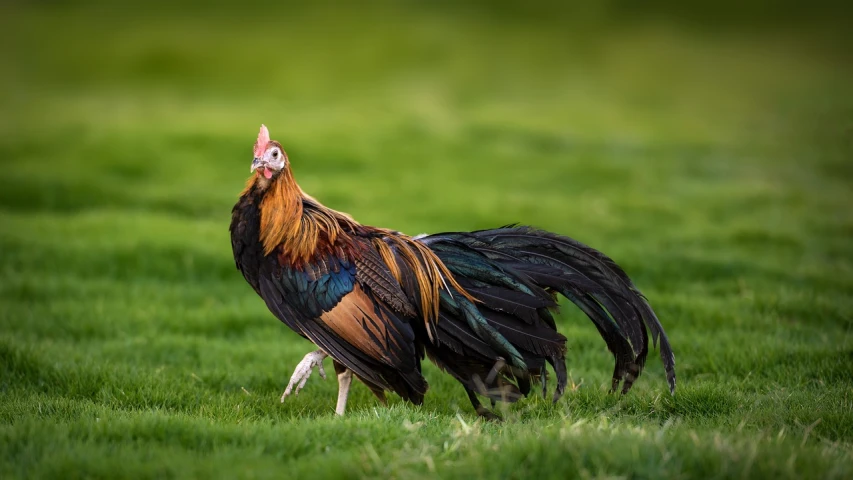 a rooster standing on top of a lush green field, a portrait, by Jan Tengnagel, shutterstock, dramatic pose, majestic sweeping action, epic 7 0 mm lens shot, fearow