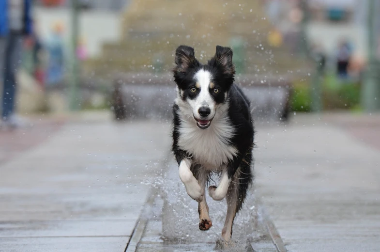 a black and white dog running in the rain, shutterstock, in town, aussie, take off, halfing