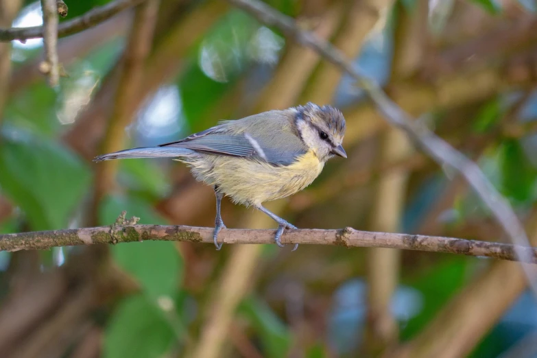 a small bird sitting on top of a tree branch, a pastel, by Julian Allen, shutterstock, fluffy green belly, blue and yellow fauna, enjoying a stroll in the forest, very very well detailed image