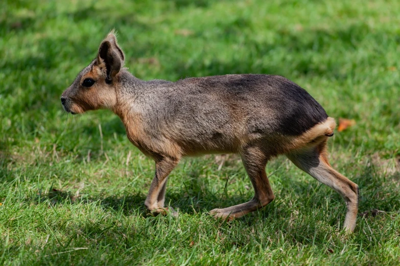 a small animal standing on top of a lush green field, by Jan Tengnagel, shutterstock, anatomically correct vulpine, taken in zoo, walking, bullpup