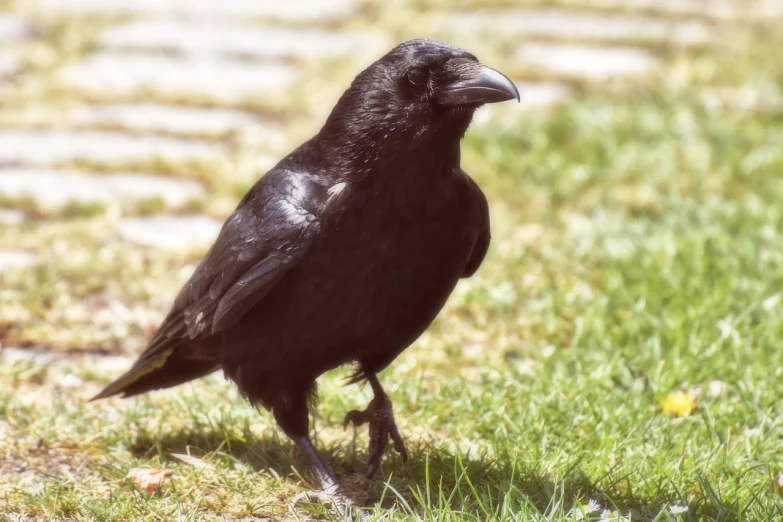 a black bird standing on top of a lush green field, a portrait, renaissance, on a sidewalk of vancouver, closeup of a crow, fotografia, cinematic look