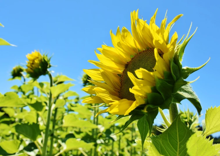 a field of sunflowers with a blue sky in the background, a picture, closeup photo, profile shot, looking upwards, trending photo