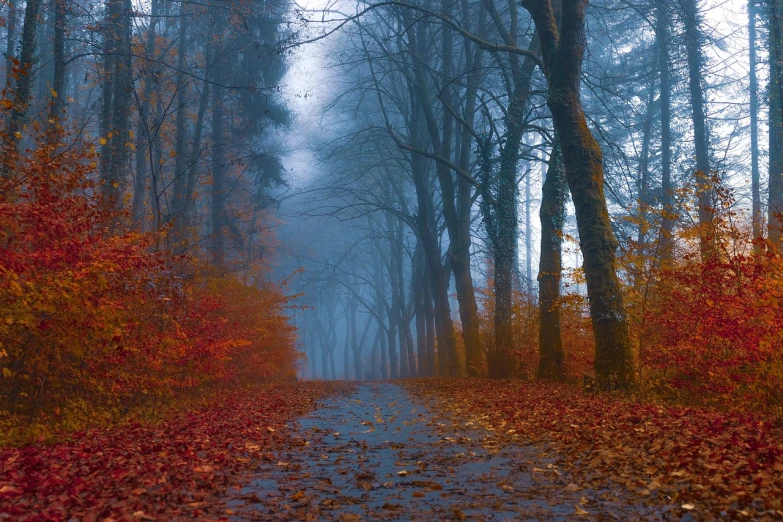 a foggy forest filled with lots of trees and leaves, by Sebastian Spreng, romanticism, wet road, rich picturesque colors, azure and red tones, foot path