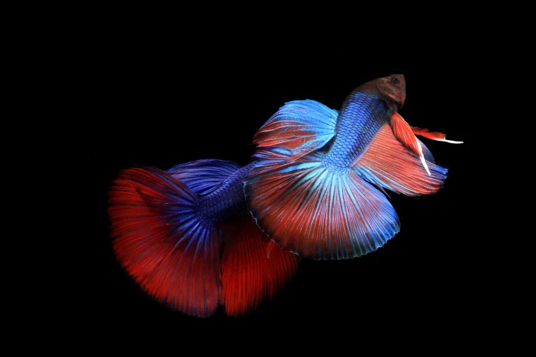 a close up of a fish on a black background, art photography, blue and red two - tone, two male, beautiful wallpaper, tail