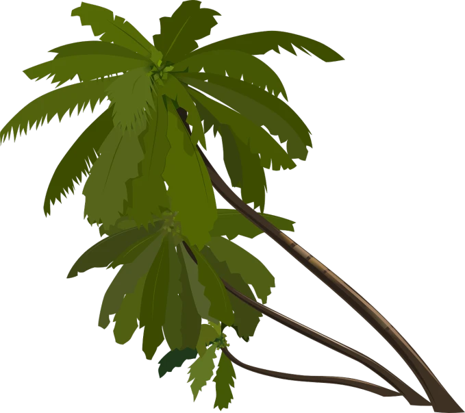 a palm tree with green leaves on a black background, an illustration of, by Hugh Hughes, polycount, hurufiyya, on a flat color black background, overhanging branches, on a gray background, full color illustration