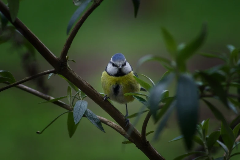 a small blue and yellow bird perched on a tree branch, a picture, happening, hedge, fine detail post processing, cheeky!!!, she is looking at us
