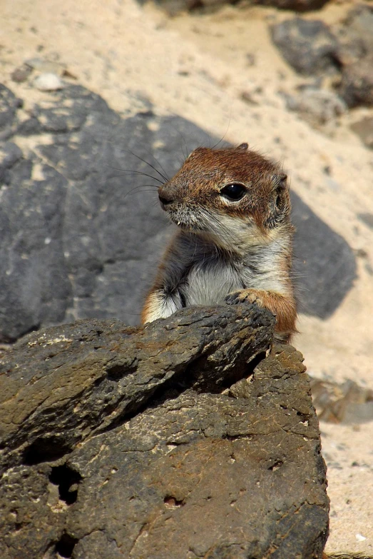 a ground squirrel sitting on top of a rock, a photo, by Dennis Ashbaugh, flickr, ! low contrast!, “portrait of a cartoon animal, tiny mouth, sitting on a martian rock