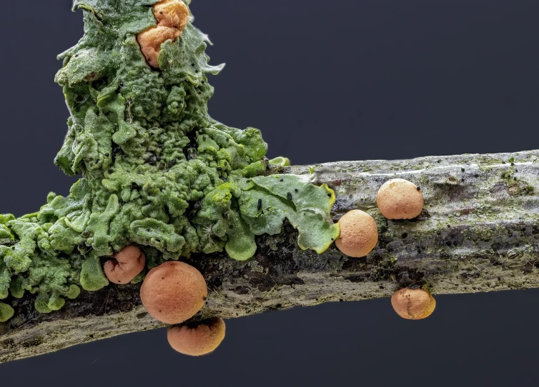 a group of mushrooms sitting on top of a tree branch, a macro photograph, by Dietmar Damerau, ecological art, eating rotting fruit, lichen, alexey gurylev, nothofagus