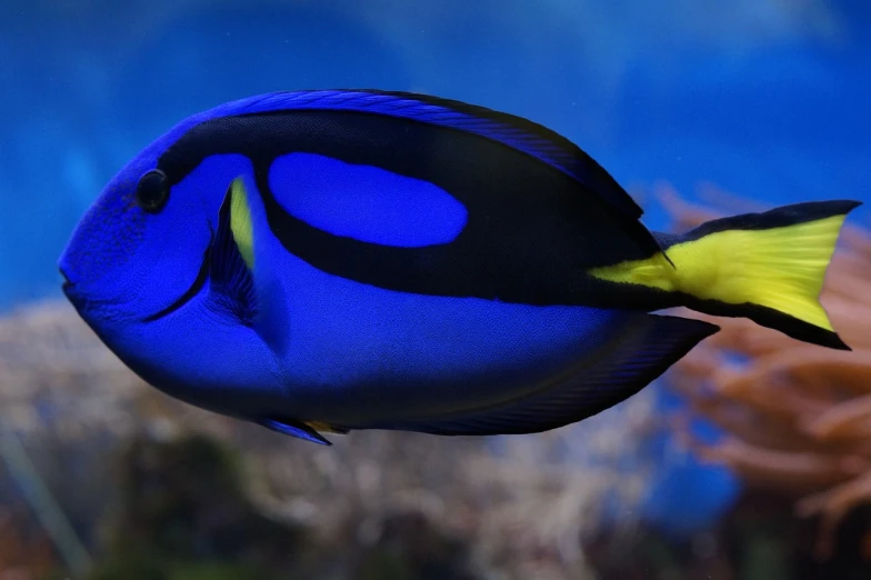 a blue and yellow fish in an aquarium, by Hans Werner Schmidt, pixabay, fine art, banner, frame from pixar movie, cobalt coloration, stingray