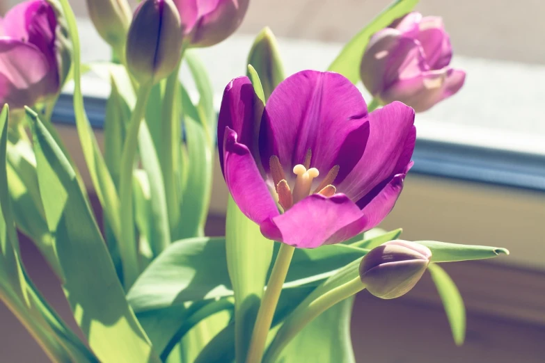 a vase filled with purple flowers next to a window, a photo, romanticism, tulip, close up photo, bright sunny time, 5 5 mm photo