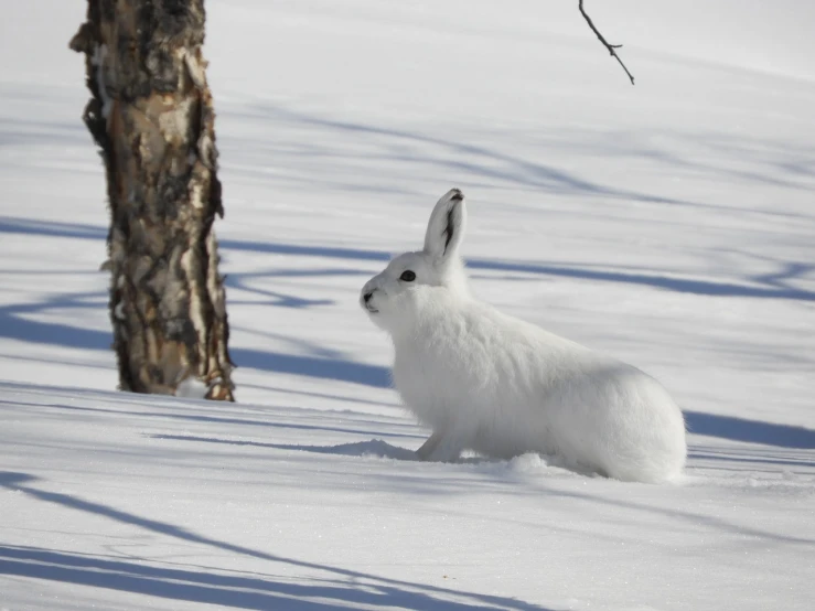 a white rabbit sitting in the snow next to a tree, by Jaakko Mattila, flickr, arabesque, near lake baikal, ermine, hunting, photo of a beautiful