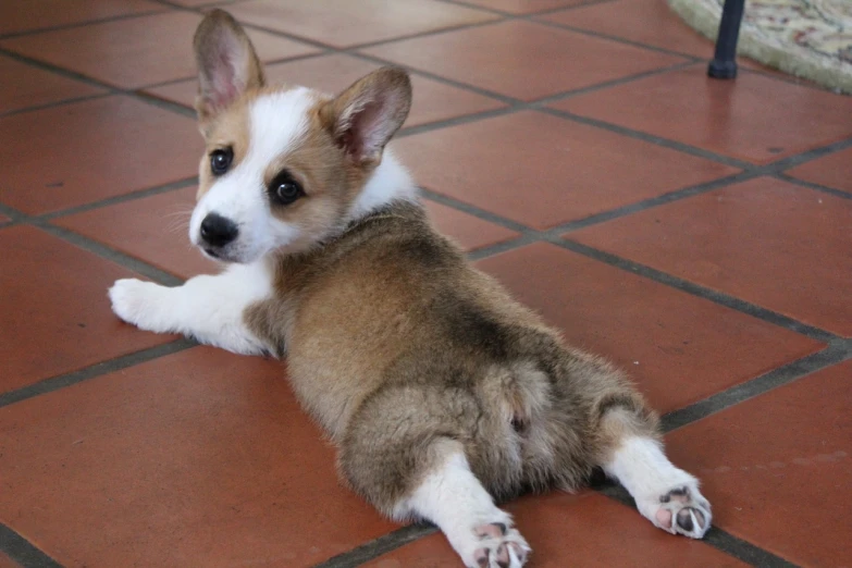 a small brown and white dog laying on a tiled floor, by Ella Guru, flickr, corgi, proper shading, puppies, sitting cross-legged