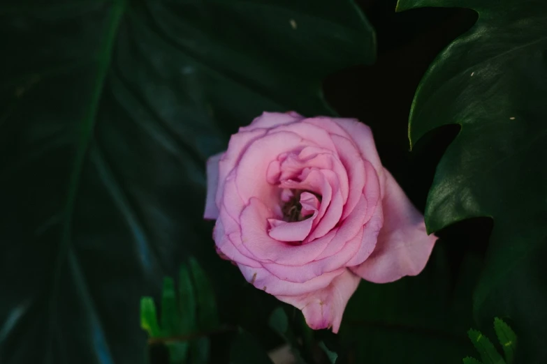 a pink rose with green leaves in the background, by Elsa Bleda, underexposed, flower power, 85mm velvia 100, smooth pink skin