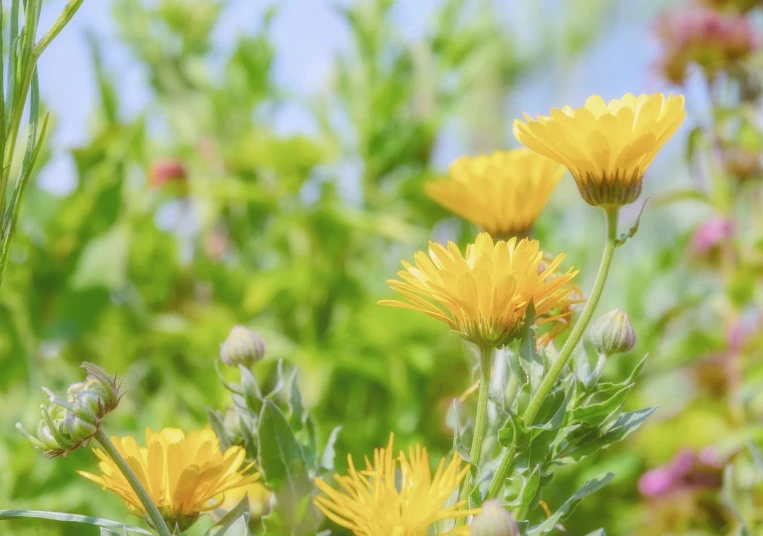 a group of yellow flowers sitting on top of a lush green field, a picture, by Jan Rustem, shutterstock, romanticism, garden with flowers background, bottom angle, chrysanthemum, colored photo