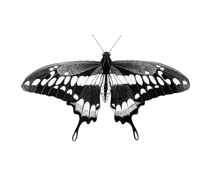 a black and white photo of a butterfly, an illustration of, shutterstock, highly detailed ink illustration, hyperrealistic illustration, etching illustration, high quality illustration