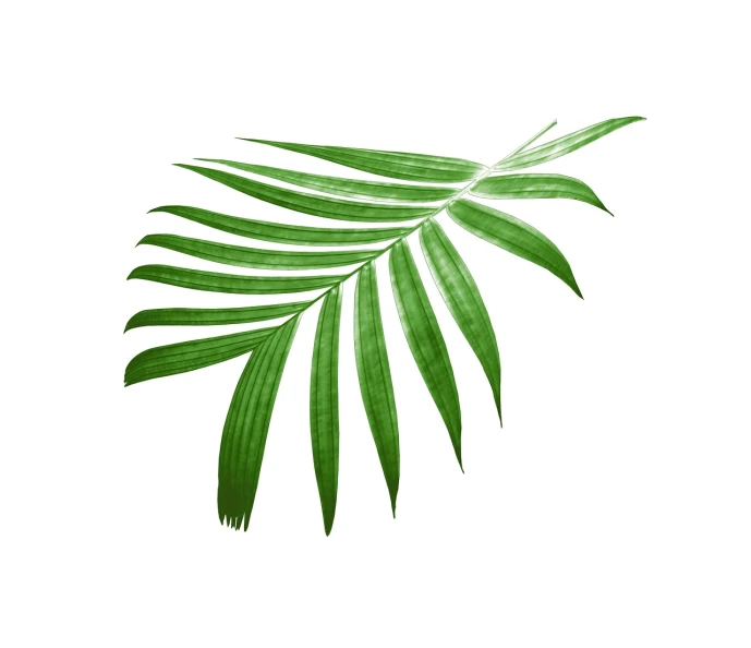 a close up of a palm leaf on a white background, a stock photo, by Frederik Vermehren, shutterstock, art deco, above side view, viewed from above, hand drawn, 5 feet away