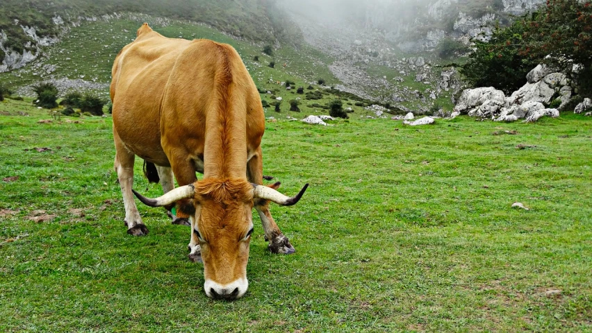 a brown cow standing on top of a lush green field, a picture, pexels, renaissance, fog!!!, greek nose, cow hoof feet, on the mountain