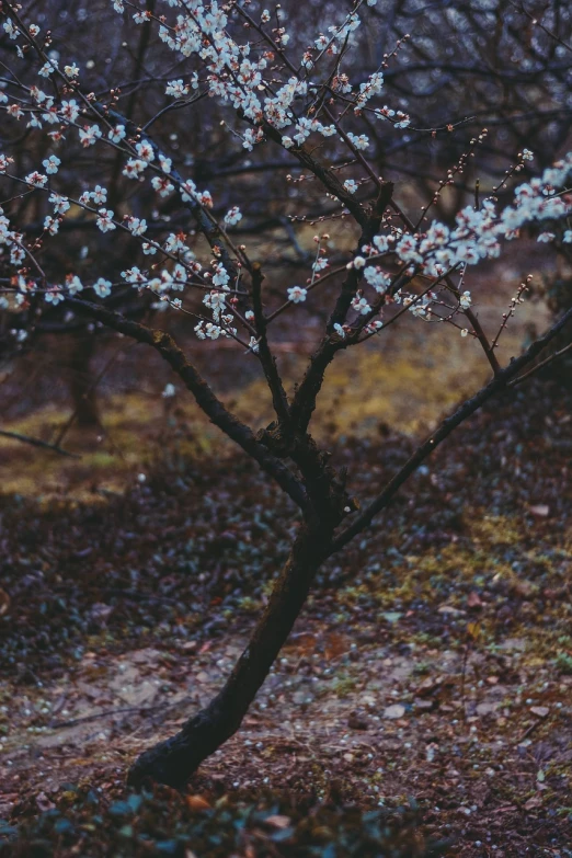 a tree that has some white flowers on it, a picture, inspired by Elsa Bleda, unsplash, aestheticism, vortex of plum petals, ground - level medium shot, hq 4k phone wallpaper, with fruit trees