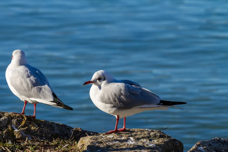 two seagulls are standing on a rock by the water, a portrait, pexels, figuration libre, grey-eyed, in the sun, img _ 9 7 5. raw, mickael lelièvre